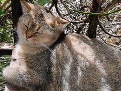 -喵屿·大理花园猫咖