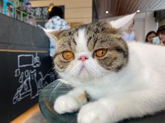-瞄一喵猫咖(格力海岸店)