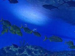 -海合安武汉极地海洋公园