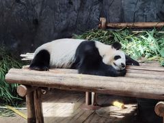-深圳野生动物园