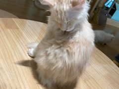 -猫腻·猫咖·撸猫馆(星光大道店)