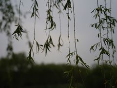 -西青郊野公园