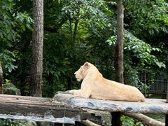 -清迈夜间动物园