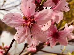-桃花岛景观公园