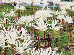 -白塘生态植物园