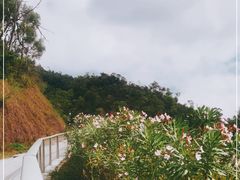 -板樟山森林公园