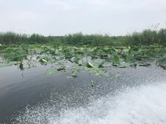 -白洋淀景区