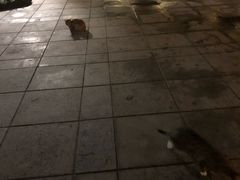 -竹吟山房