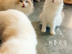 -瞄一喵猫咖(格力海岸店)
