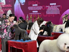 -鑫艺宠物美容培训学校