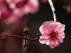 -香雪海