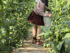 -庞各庄翠芳园西瓜蔬菜基地采摘园