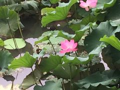 -溱湖国家湿地公园