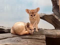 -北京野生动物园