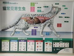 -关爱宠物医院·猫科中心·消化科(滨湖万达分院)