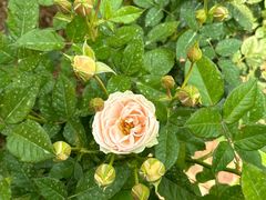 -人民公园(罗湖区)