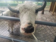 -长白岛森林公园