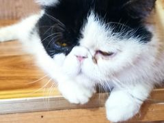 -MOCHA明星猫咖(田子坊店)