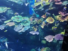 -暹罗海洋世界