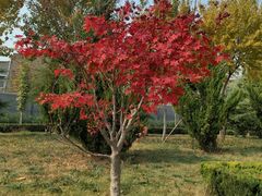 -洛阳古墓博物馆