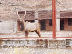 -新疆天山野生动物园