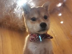 -南京Hallo宠物乐园·哈罗犬舍·柴犬繁育基地