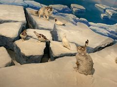 -陕西自然博物馆