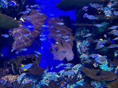 -上海海洋水族馆