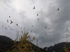 -千岛湖石林
