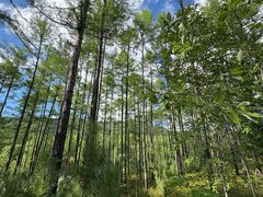 -莫尔道嘎国家森林公园