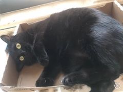 -瑞鹏宠物医院·骨科·猫科·内科(第一中心)