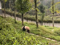 -中国大熊猫保护研究中心雅安碧峰峡基地