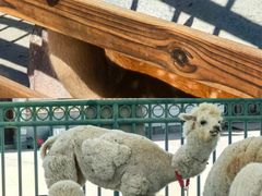 -杜氏旅游度假区