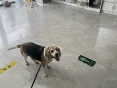 -中农国际动物医院24小时·猫科·骨科·急重症中心