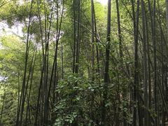 -西湖风景区十里琅珰-五云山