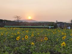 -苏州太湖西山岛开心农场