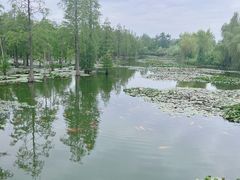 -池杉湖湿地公园