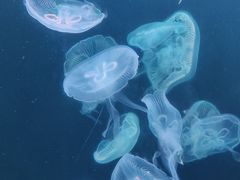 -大连老虎滩海洋公园