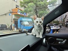 -宠颐生猫科·内科皮肤科(西平世纪城店)