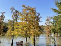 -上海长兴岛郊野公园