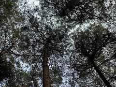 -铁山坪森林公园