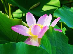 -莲花池公园