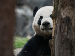 -都江堰中华大熊猫苑