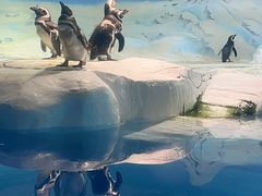 -上海海洋水族馆