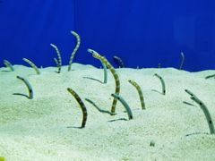 -上海海洋水族馆