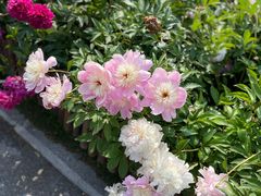 -荷兰花海