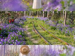 -合肥滨湖国家森林公园