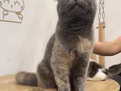 -楼上猫咖(罗湖店)