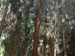 -武隆天坑地缝国家地质公园
