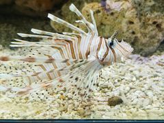 -洛阳龙门海洋馆